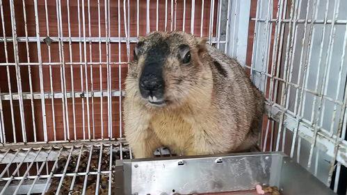 老鼠吃瓜视频在线观看免费,免费观看老鼠吃瓜萌态视频 第2张 老鼠吃瓜视频在线观看免费,免费观看老鼠吃瓜萌态视频 第2张